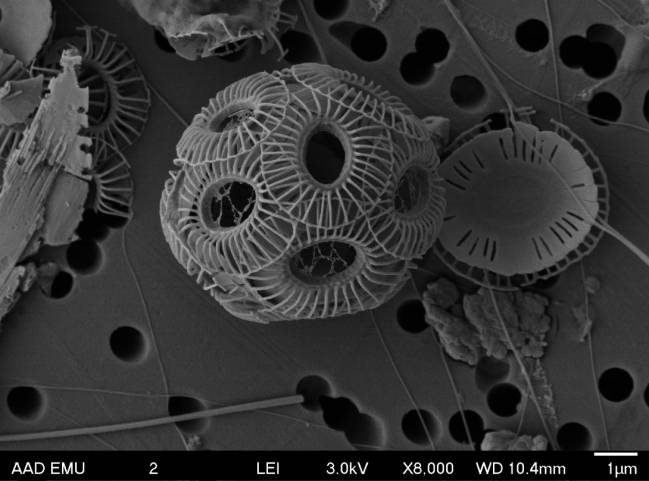 Un proyecto europeo de la Universidad de Salamanca analiza el papel en la absorción de CO2 de los cocolitóforos, que además son la base de la cadena alimenticia