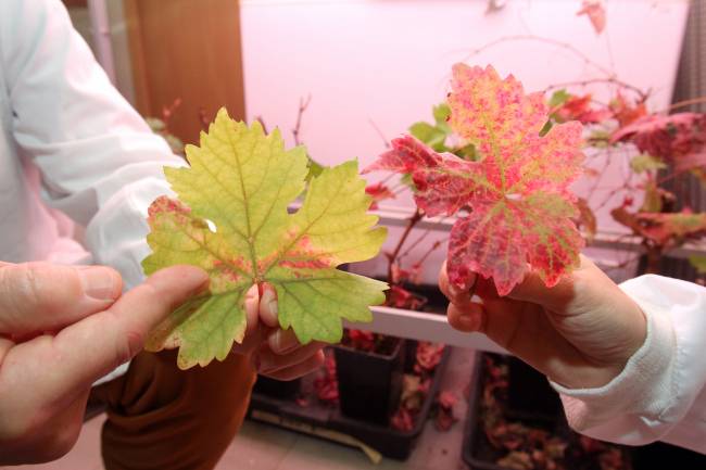 Los investigadores Miodrag Grbic y Cristina Rioja, con unas plantas de vid de cultivo afectadas por la araña roja