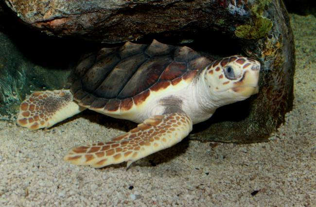 Ejemplar de tortuga boba