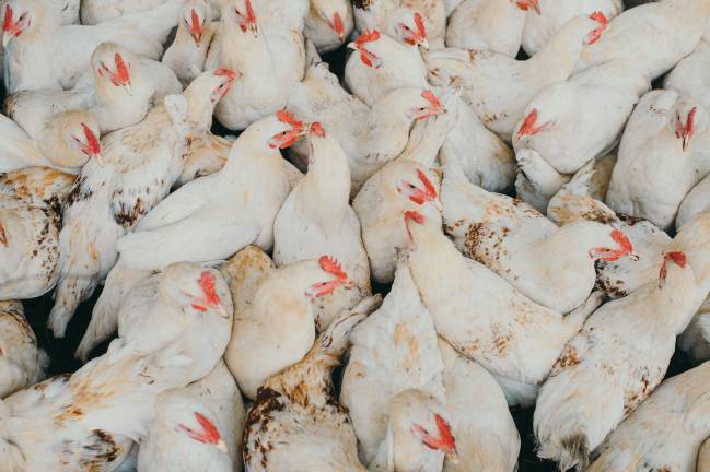 pollos de corral