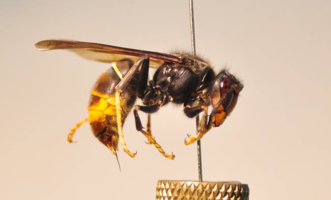 Ejemplar de avispa asiática.