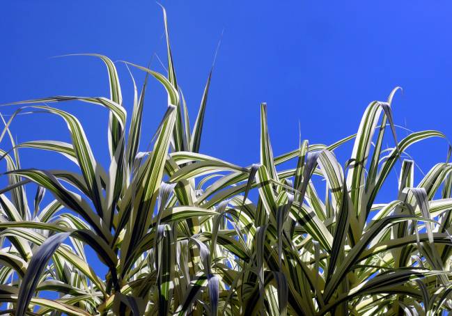 La caña (Arundo donax) es una planta invasora capaz de crecer y reproducirse en un amplia franja de condiciones ambientales. Imagen: Antoni Serra, CRBA-IRBio