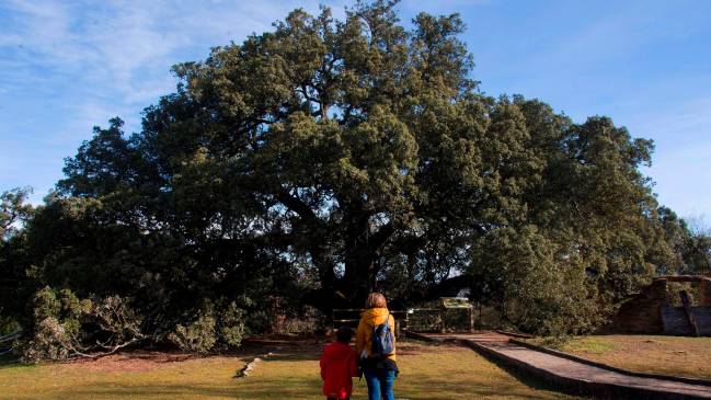 arbol huesca