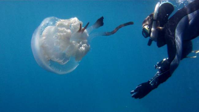 Karen Kienberger with the jellyfish Rhizostoma luteum. / Darius Enayati
