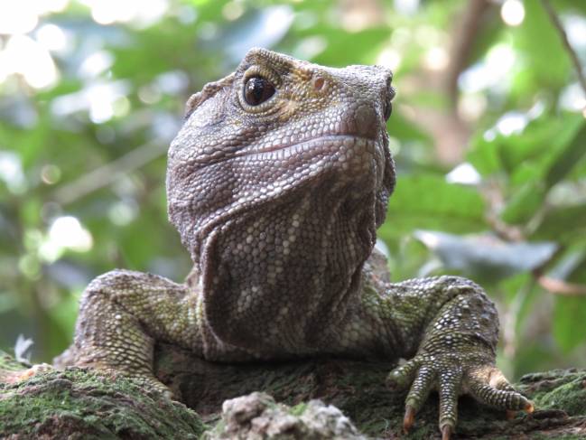 Ejemplar de tuátara (Sphenodon punctatus)