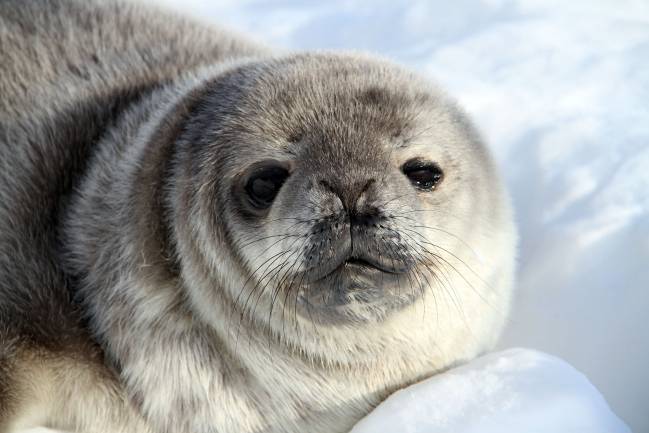 Foca de Weddell