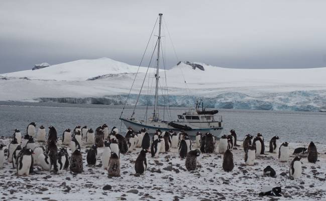 El velero de la expedición Australis ante una colonia de pingüinos en la Antártida