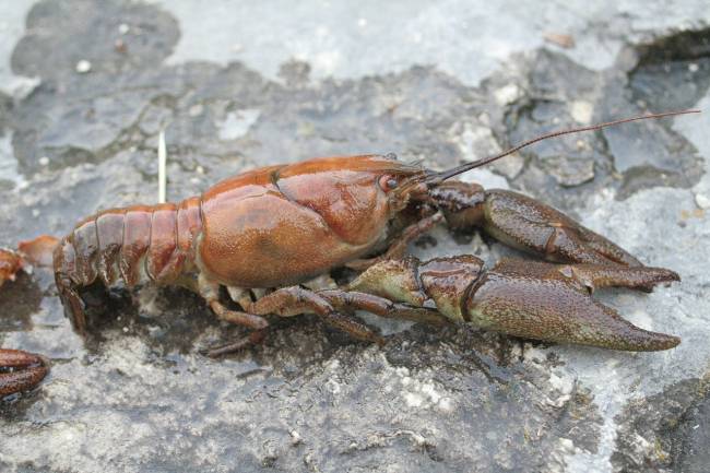 El cangrejo de río está protegido en España