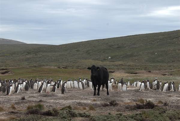 fauna polar
