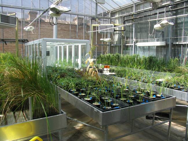 Instalaciones del Invernadero de la Universidad de Sevilla