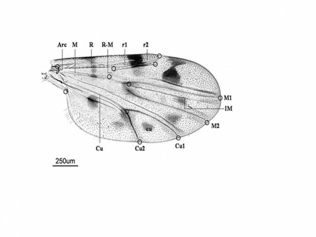 Ala de hembra de C. pulicaris