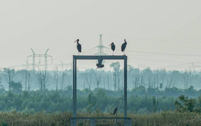 Cigüeñas negras y una garza real descansando sobre estructuras metálicas en el antiguo estanque de enfriamiento de la Central Nuclear de Chernóbil