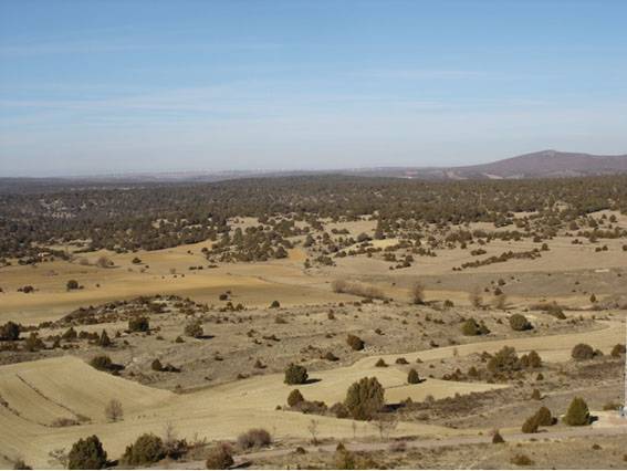 Sabinas albares 