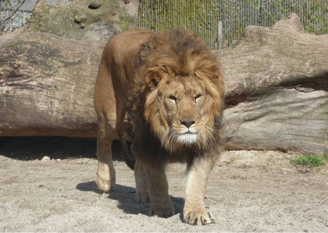 León macho