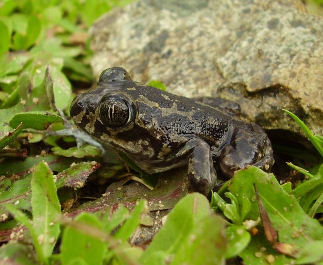 Sapo de espuelas (Pelobates cultripes)