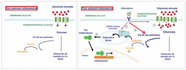 Efecto de la glucemia elevada en la célula vascular inflamada