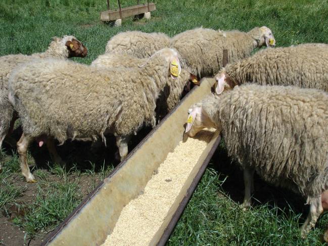 Suplementar las raciones de los animales con aceite de girasol triplica la cantidad de CLA en la leche.