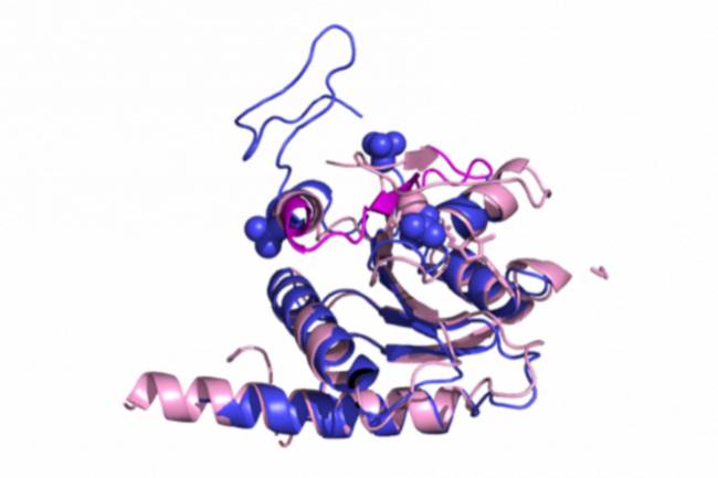 Representación esquemática de dos proteínas, una en color rosa y otra en morado/ Ana Rojas (IBE)