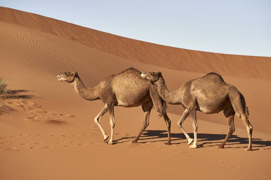 Camellos