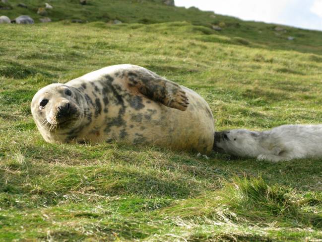 Foca gris amamantando a una cría en la Isla de May, Escocia. / Patrick Pomeroy