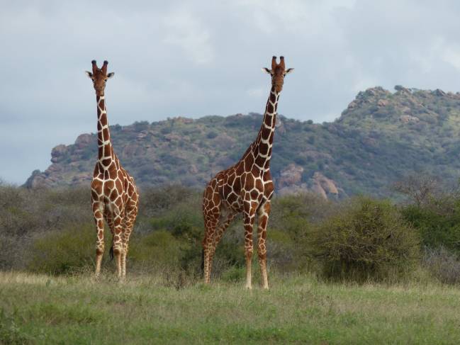 girafas