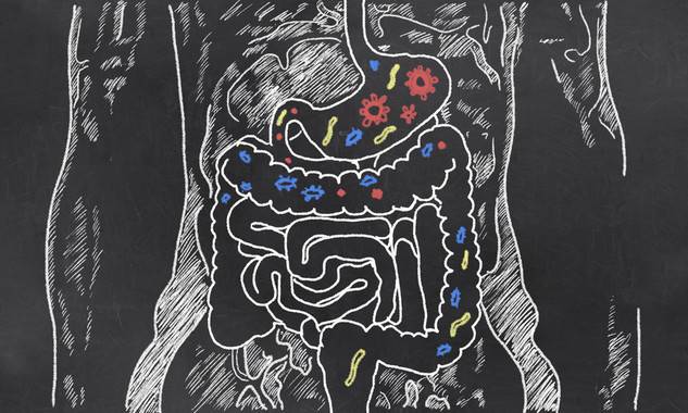 ilustración del intestino humano