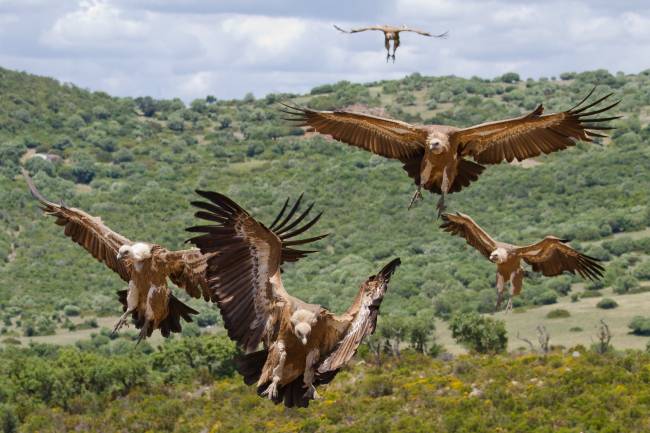 Buitres leonados