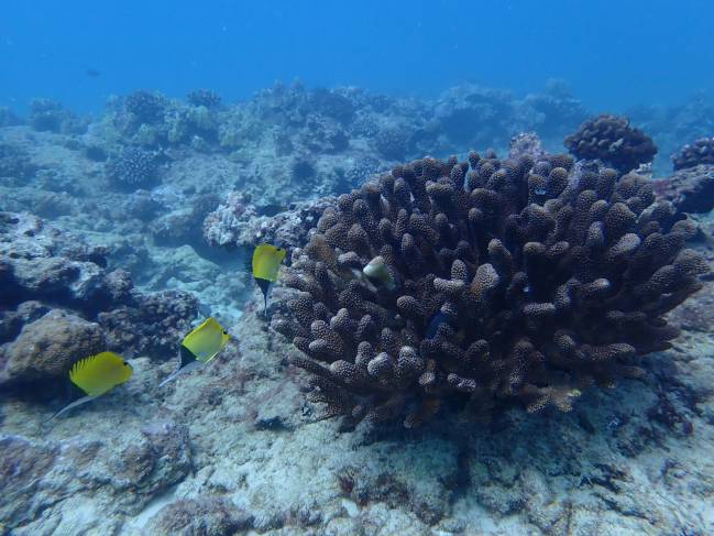 Arrecife de coral