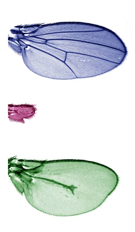 Ala de Drosophila melanogaster