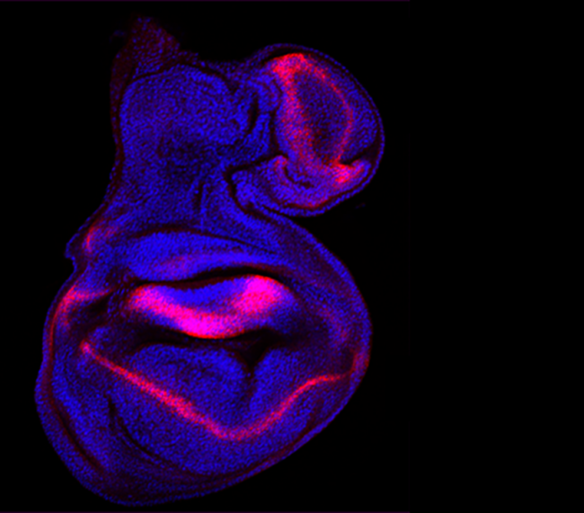 Malformaciones en el ala de Drosophila