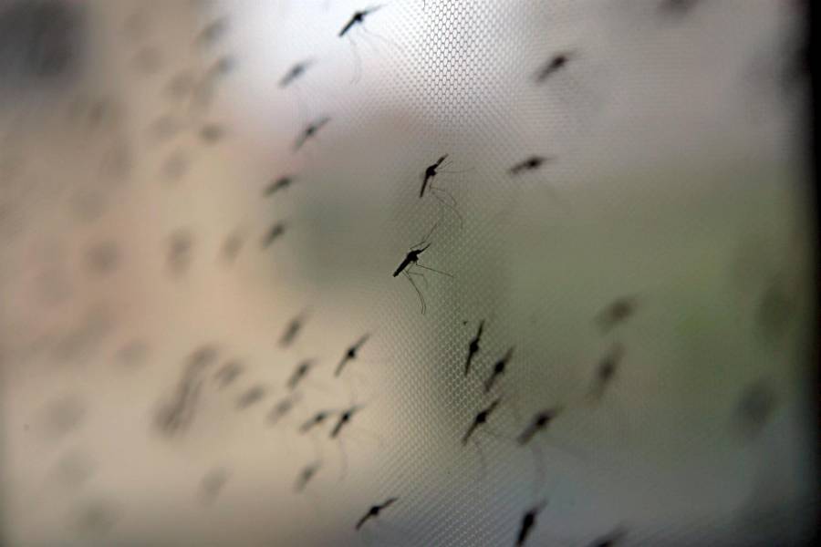 Mosquitos responsables de transmitir los parásitos causantes de la malaria