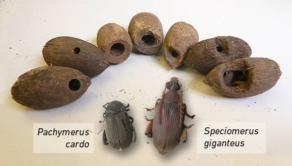 Las dos especies de gorgojo estudiadas y las semillas de palmera que infectan