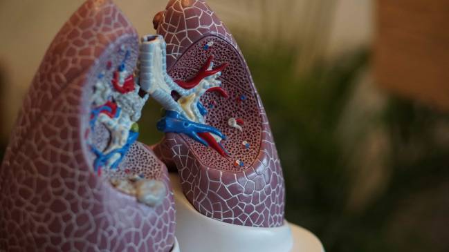 Maqueta de unos pulmones 