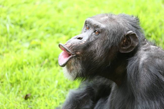 Un chimpancé vocalizando