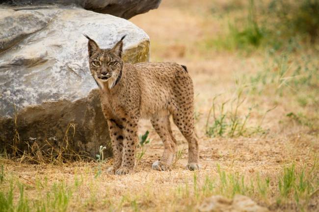 Lince ibérico