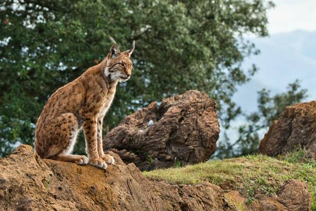 Un ejemplar de lince ibérico