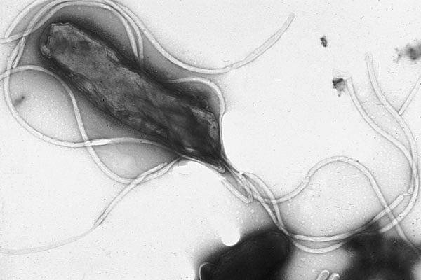 Bacteria Helicobacter pylori