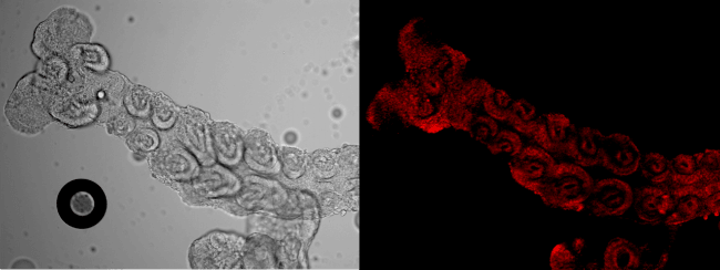 Embrión de Blattella germanica modificado 