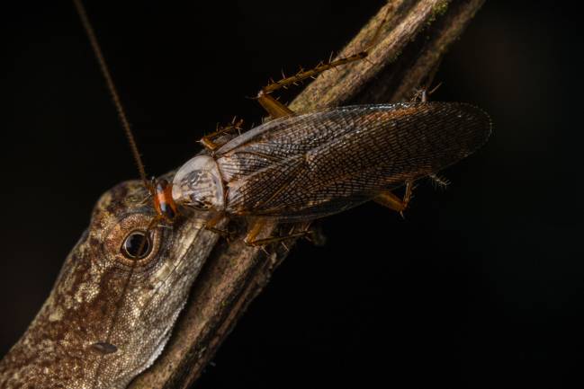 Cucaracha sobre una lagartija