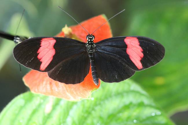 Un ejemplar de la mariposa secuenciada (Heliconius melpomene).