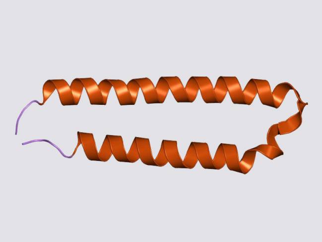 Proteína gp41. / Wikipedia