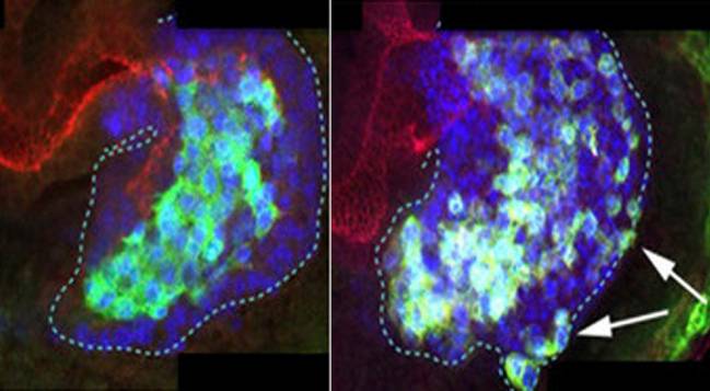 En un embrión de Drosophila en desarrollo, (arriba) E-Cadherina ayuda a mantener las células juntas para facilitarles una migración coordinada; (abajo) y sin E-Cad las células desorganizadas. (J Casanova lab)