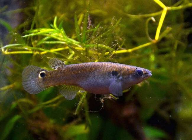 Mangrove Rivulus