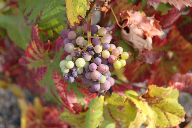 Planta de la vid en otoño en La Rioja.