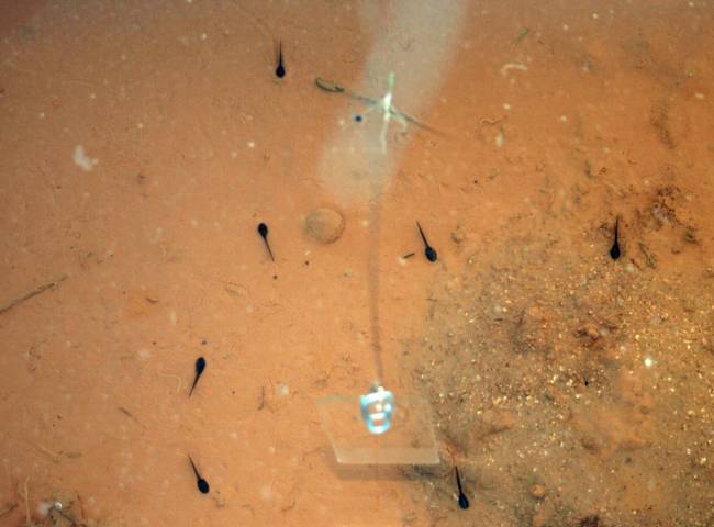 Mesocosmos con los que están experimentando