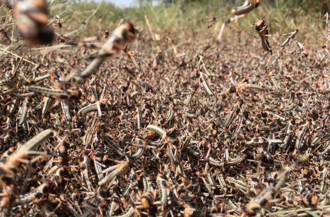 plaga de langostas