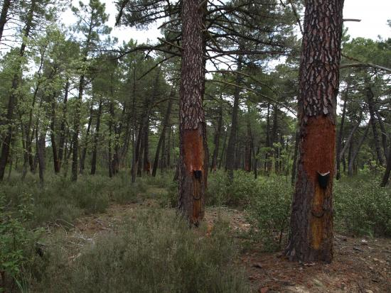 Pinos preparados para la resinación