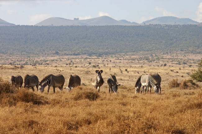Cebra de Grèvy en Samburu (Kenia). 