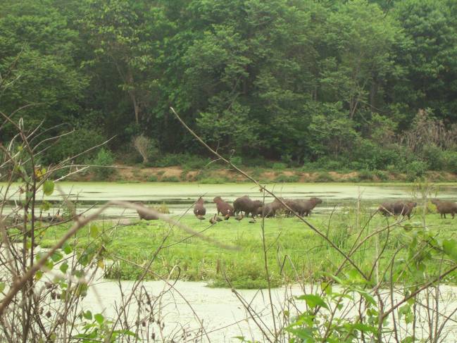 Reserva Ecológica do Guapiaçu (REGUA)