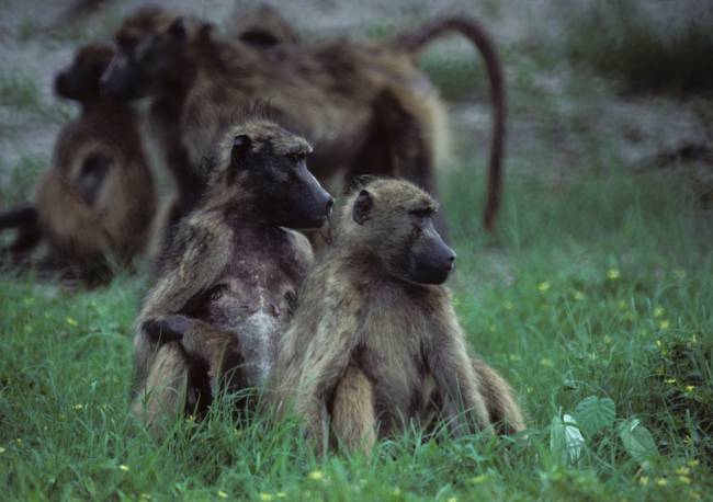 babuinos